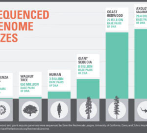 Sequenced Genome Sizes: The coast redwood and giant sequoia genomes were sequenced by Save the Redwoods League, University of California, Davis and Johns Hopkins University.