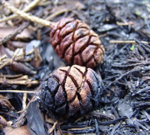 Sequoia cones.