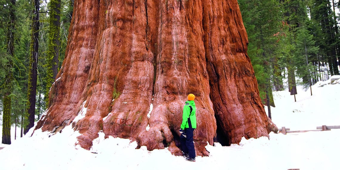 Giant Sequoia - Save the Redwoods League