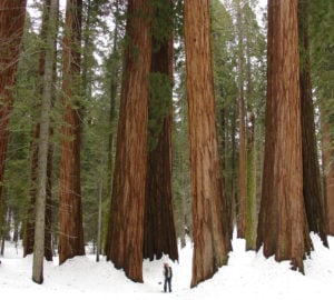 7 ideas for winter fun among the sequoias