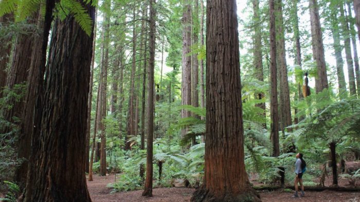 Redwoods in New Zealand