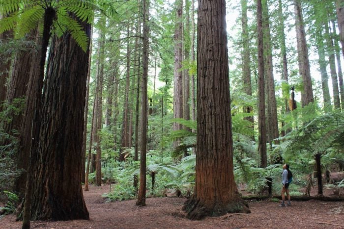 A woman stands at the base of a coast redwood tree in the middle of a tropical forest.