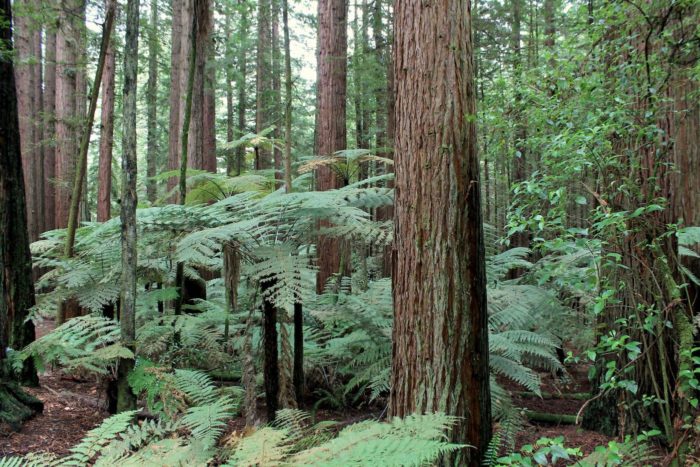 A coast redwood tree surrounded by large ferns