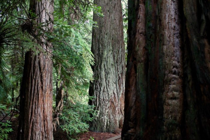 Large coast redwood trees, one in the shadowy figure in the foreground