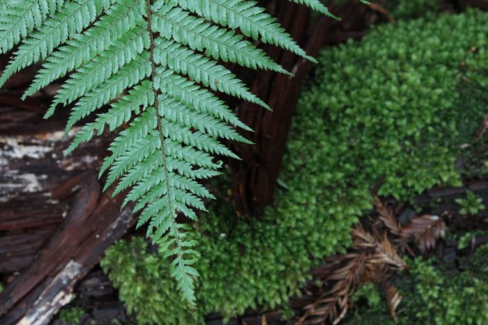 The leaves of a rough tree fern above green leaves on a forest floor