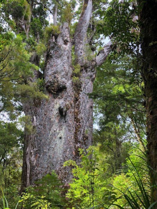 A large kauri tree in a tropical forest