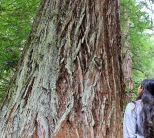 A woman with long hair looks up at the large textured trunk of a coast redwood tree.