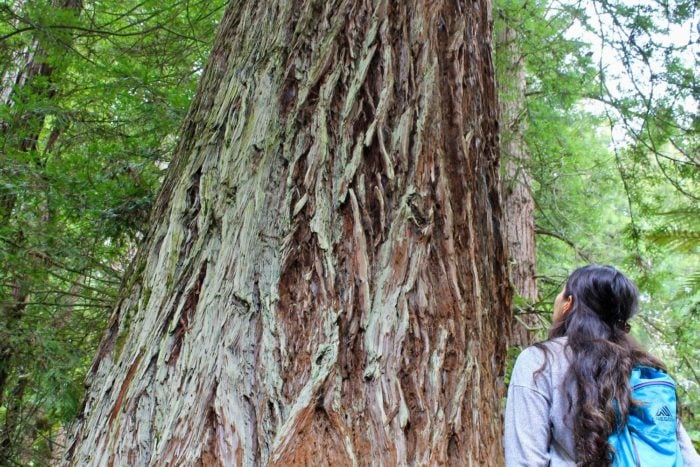 A woman with long hair looks up at the large textured trunk of a coast redwood tree.