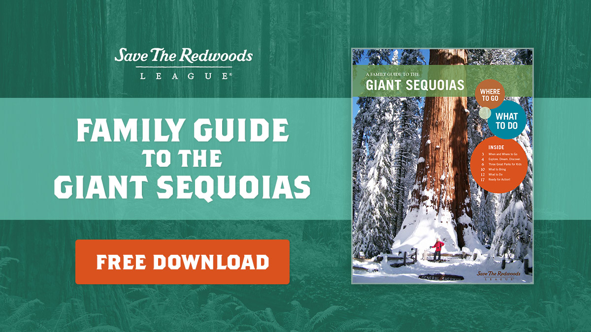 Free Family Guide to the Giant Sequoias Save the Redwoods League