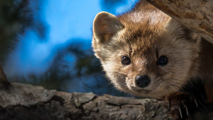 American Marten peeking through two branches