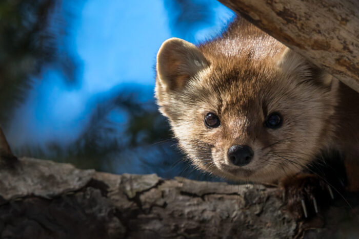 American Marten
