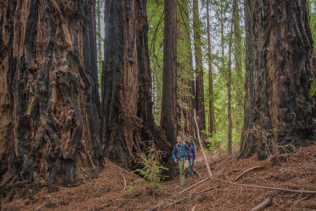 Protected 730-acre Harold Richardson Redwoods Reserve, one of the three largest unprotected old-growth groves remaining.