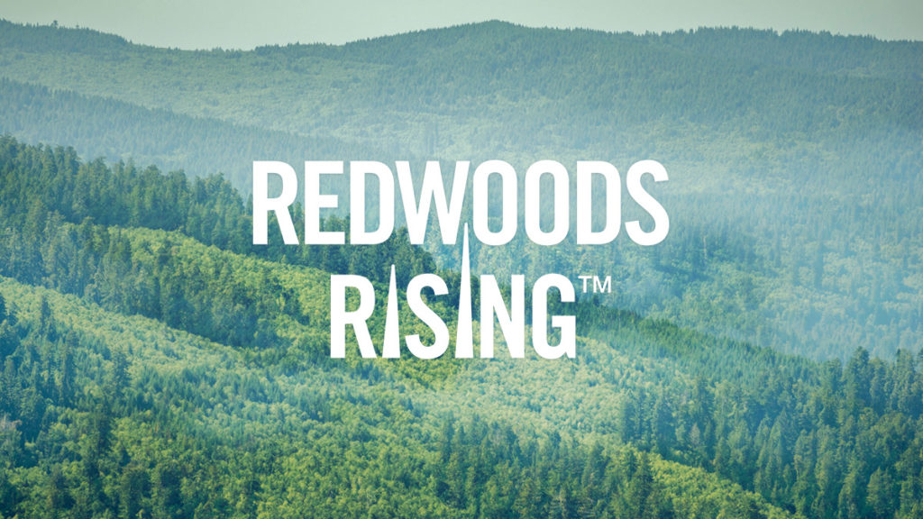 Announced our Redwoods Rising restoration collaborative, helping the young, recovering forests in Redwood National and State Parks become the old-growth forest of future generations and demonstrating how organizations can work together to restore our forests at scale