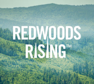 Announced our Redwoods Rising restoration collaborative, helping the young, recovering forests in Redwood National and State Parks become the old-growth forest of future generations and demonstrating how organizations can work together to restore our forests at scale