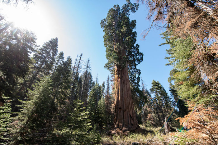 Protected the 160-acre Red Hill property, one of the three largest unprotected old-growth groves remaining.