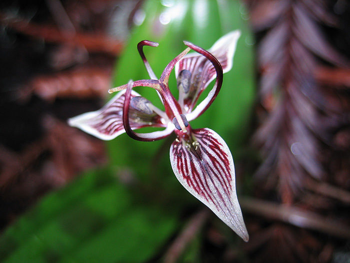 Help protect native redwood forest plants such as this slink pod. Photo by Paolo Vescia