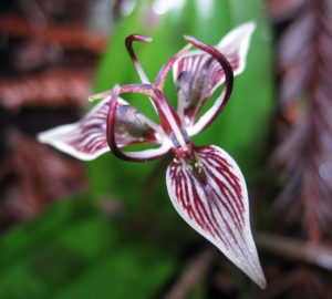 Help protect native redwood forest plants such as this slink pod. Photo by Paolo Vescia