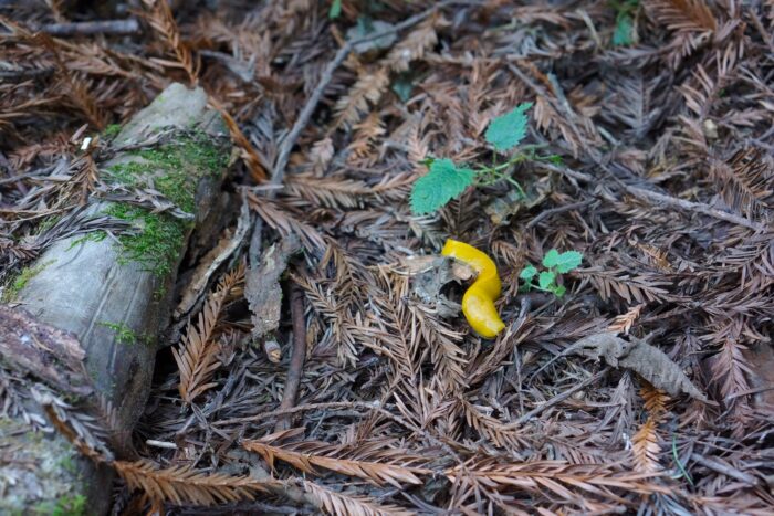 A yellow banana slug cruises over fallen redwood needles.