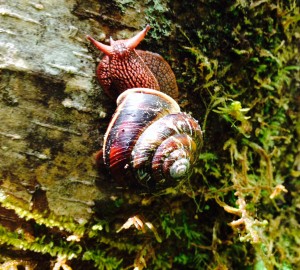 A Pacific sideband found at Prairie Creek Redwoods State Park