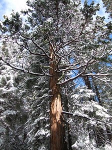 Giant sequoia branches covered in snow. Photo by garden beth, Flickr Creative Commons