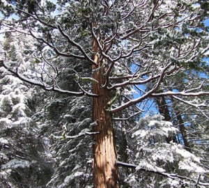 Giant sequoia branches covered in snow. Photo by garden beth, Flickr Creative Commons