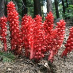 Snow plant. Photo by Isolino, Flickr Creative Commons