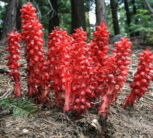 Snow plant. Photo by Isolino, Flickr Creative Commons