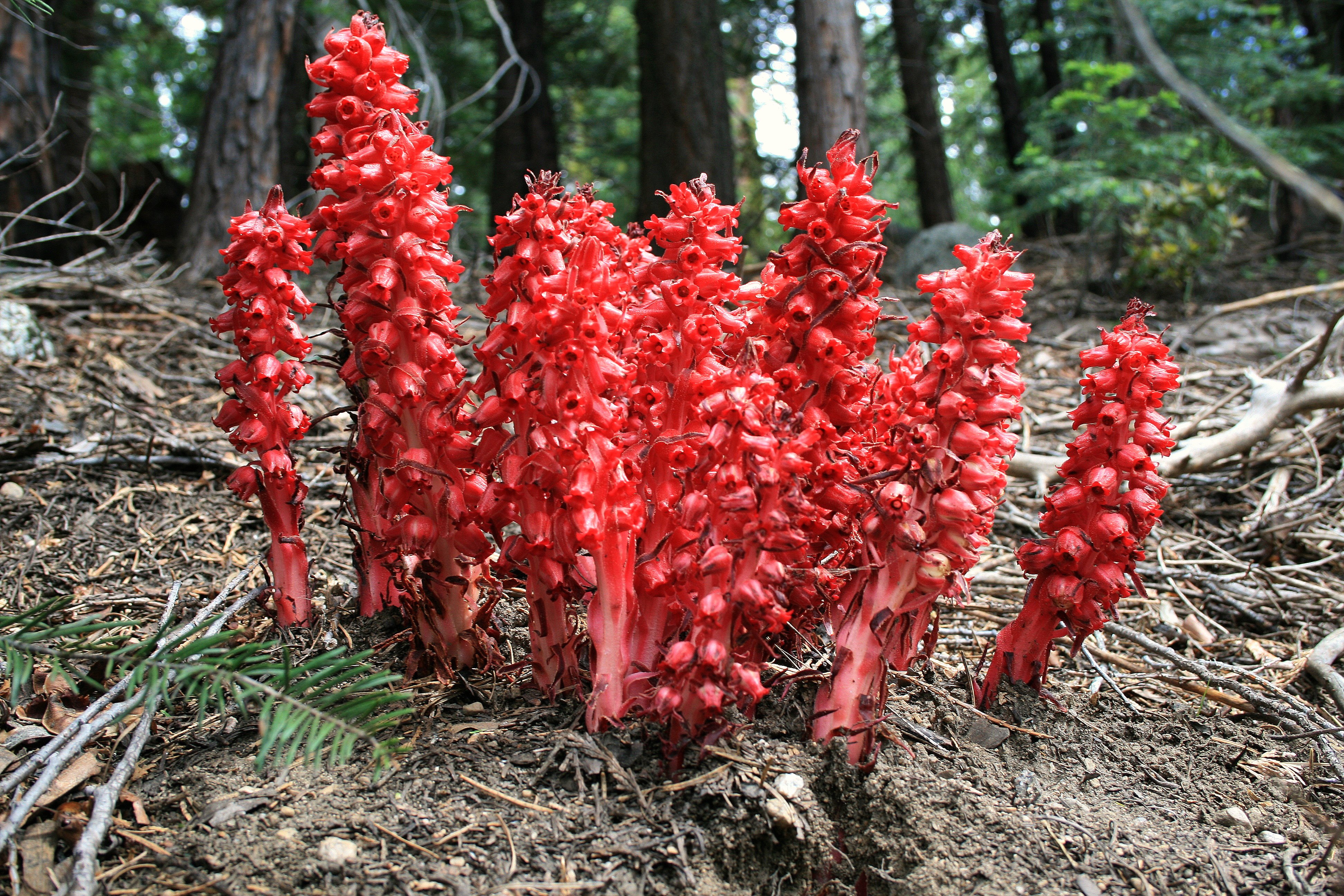 Sequoias and Snow Plants Save the Redwoods League