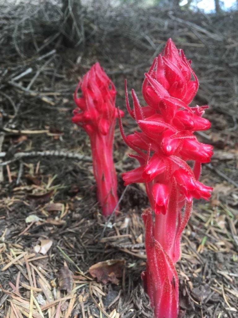 Bright red snow plants grow on the forest floor
