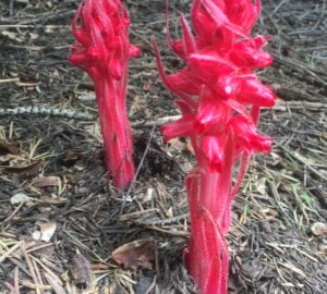 Two bright red snowflowers on the forest floor.