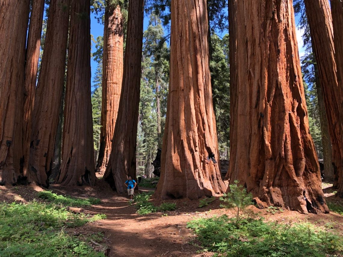 Giant sequoia grove in Sequoia National Park.