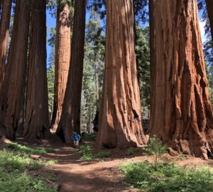 Picture of giant sequoia grove in Sequoia National Park.