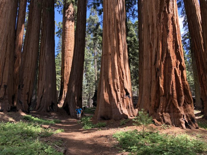 Picture of giant sequoia grove in Sequoia National Park.