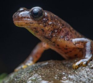 A closeup of the front half of a mottled brown salamander