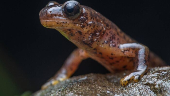 Southern Torrent Salamander