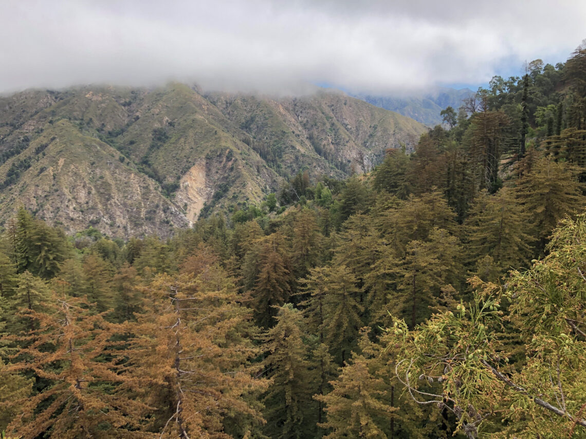 southern redwood forests