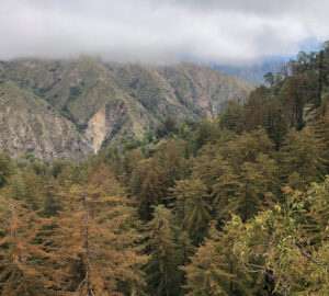 southern redwood forests