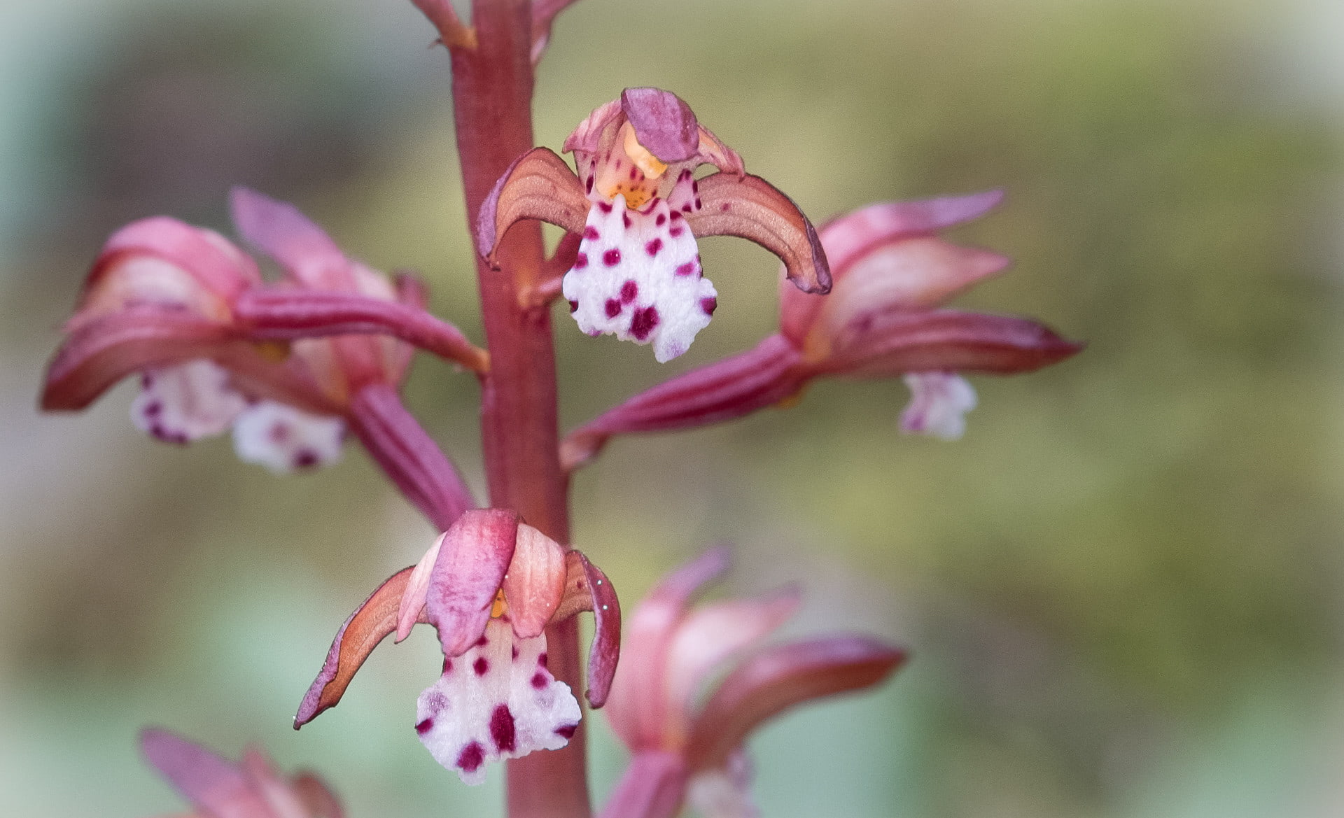 Spotted Coralroot is a wildflower found in redwood forests. Photo by M. E. Sanserverino