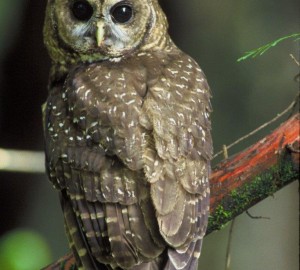 The spotted owl is another irreplaceable redwoods inhabitant. Photo courtesy of the U.S. Fish and Wildlife Service.