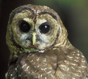The endangered northern spotted owl.