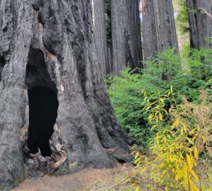 See a forest in recovery at Big Basin Redwoods State Park