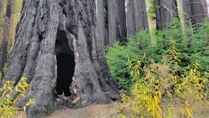 new growth at big basin