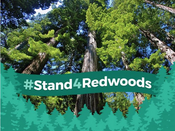 #Stand4Redwoods Facebook Frame