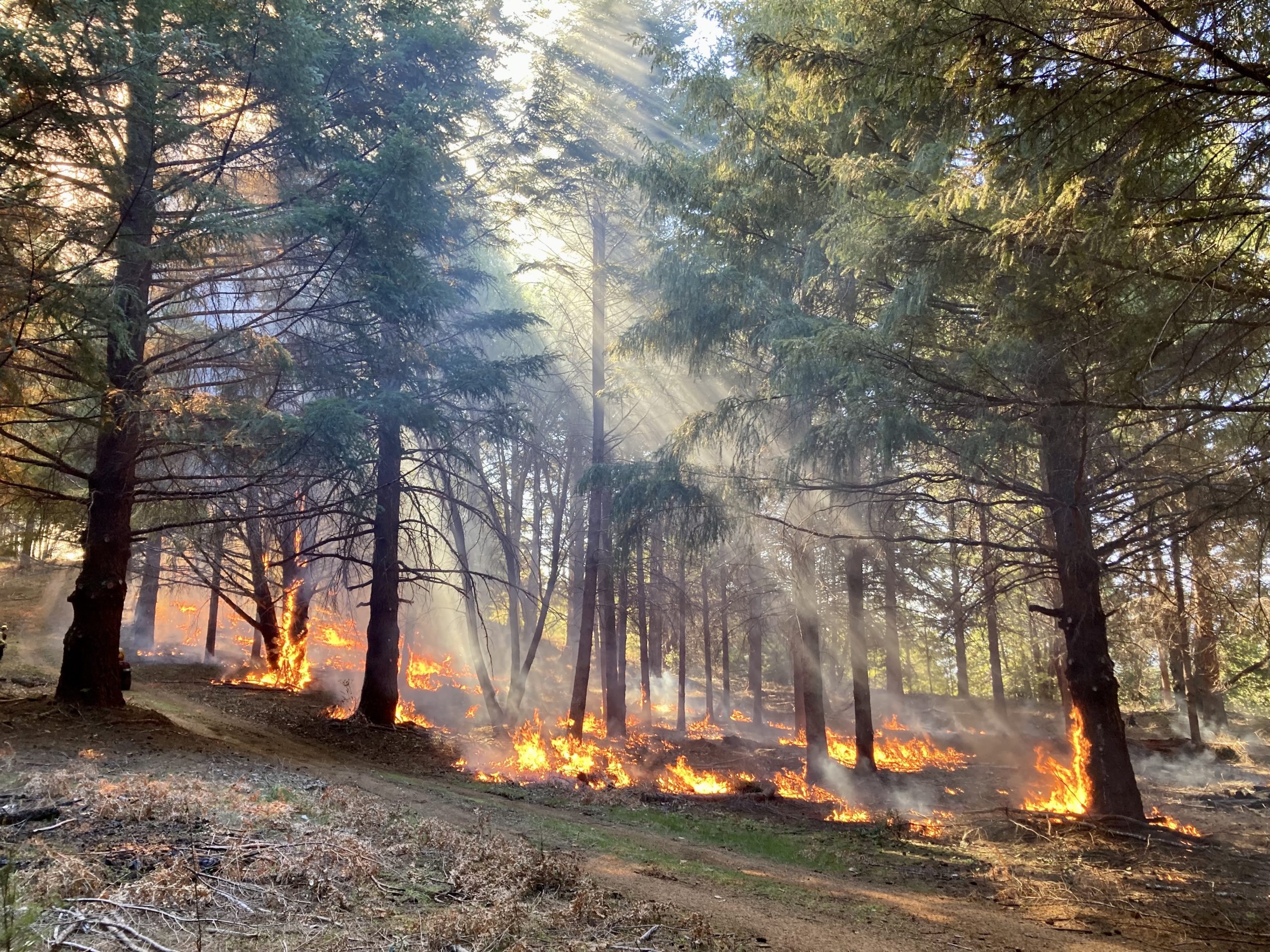 prescribed burn stansberry ranch