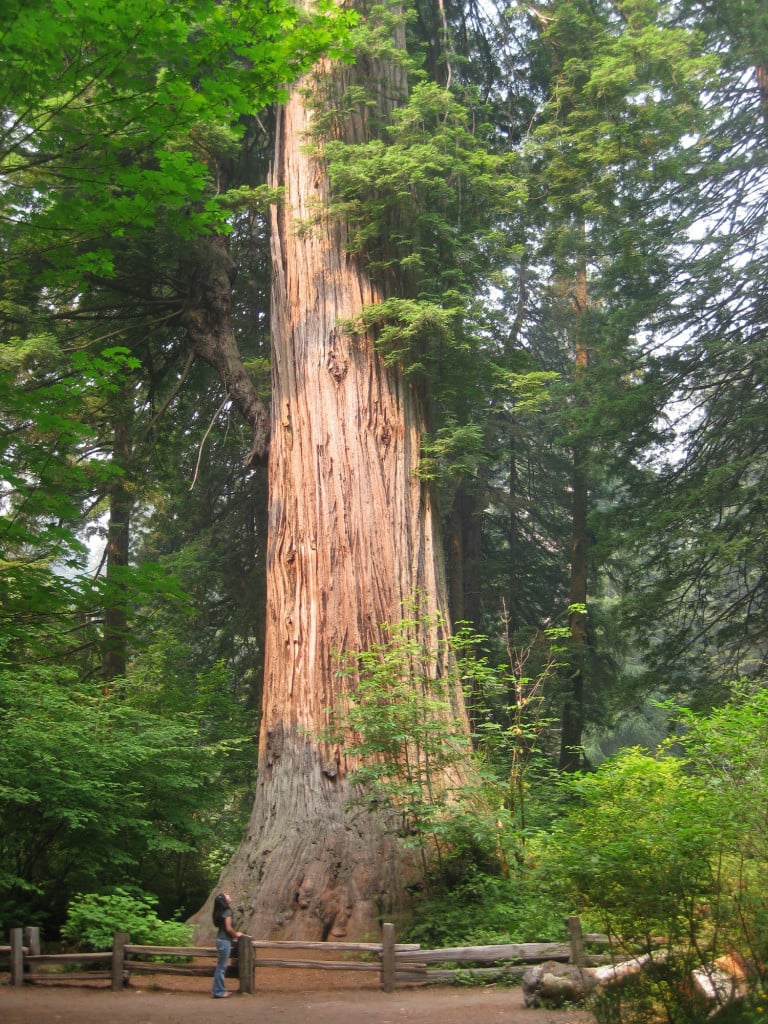 The beloved redwood became California's state tree in 1937.