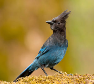 steller's jay