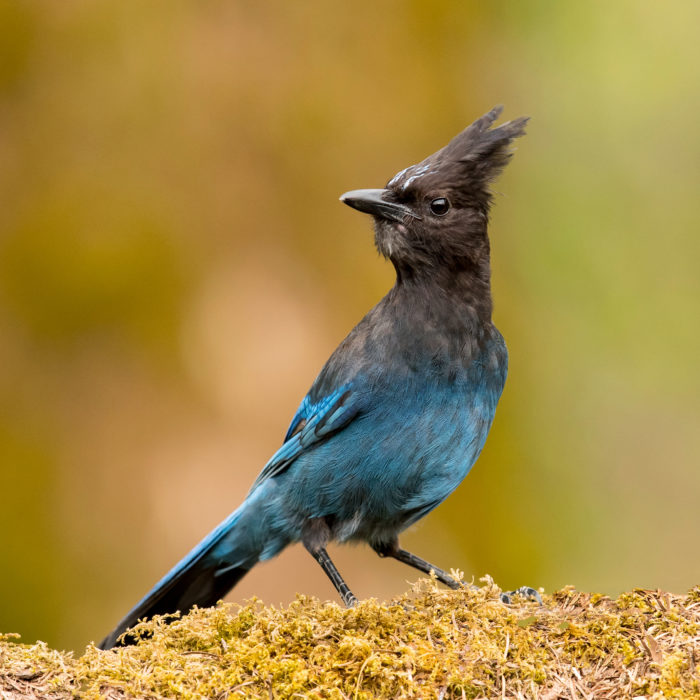 steller's jay