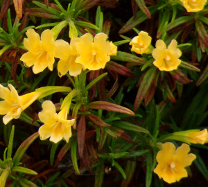 Sticky Monkey Flower, Mimulus aurantiacus