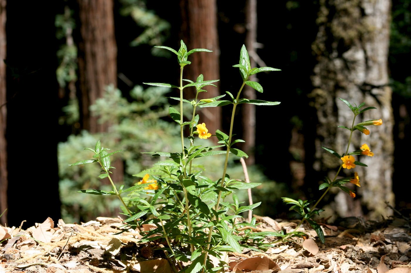 Sticky monkey flower is a wildflower found in redwood forests. Photo by Colleen Proppe