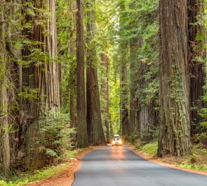 Avenue of the Giants, Humboldt Redwoods State Park. Photo by HSU